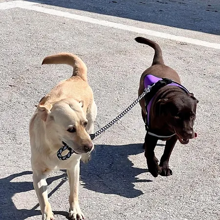 Royalty Loft Apartman Nikíti