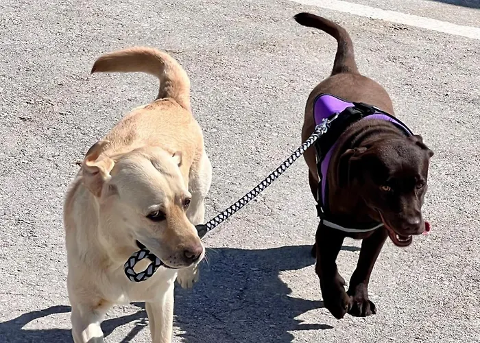 Royalty Loft דירה ניקיטי