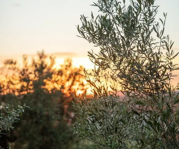 Royalty Loft דירה ניקיטי