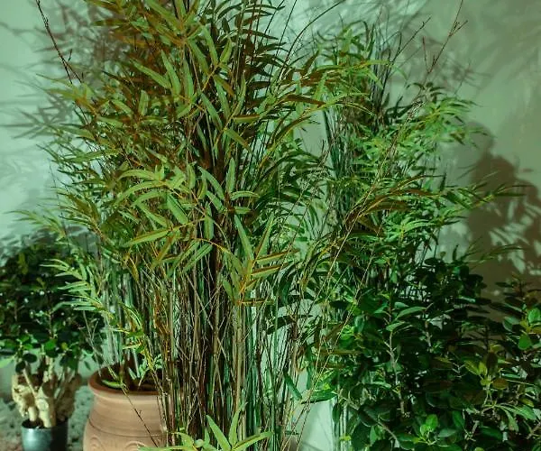 Royalty Loft דירה